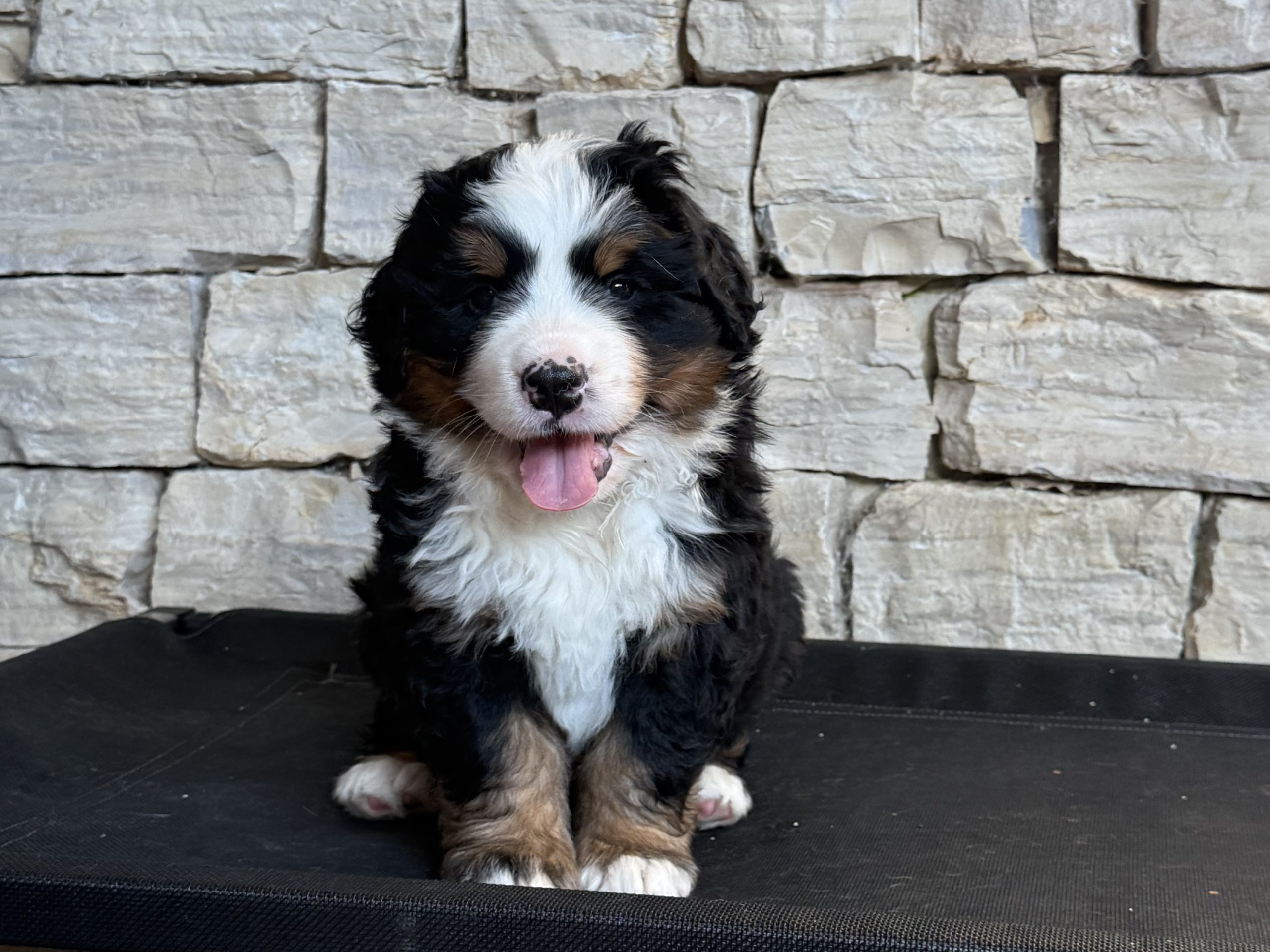Zula